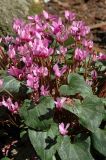 genus Cyclamen