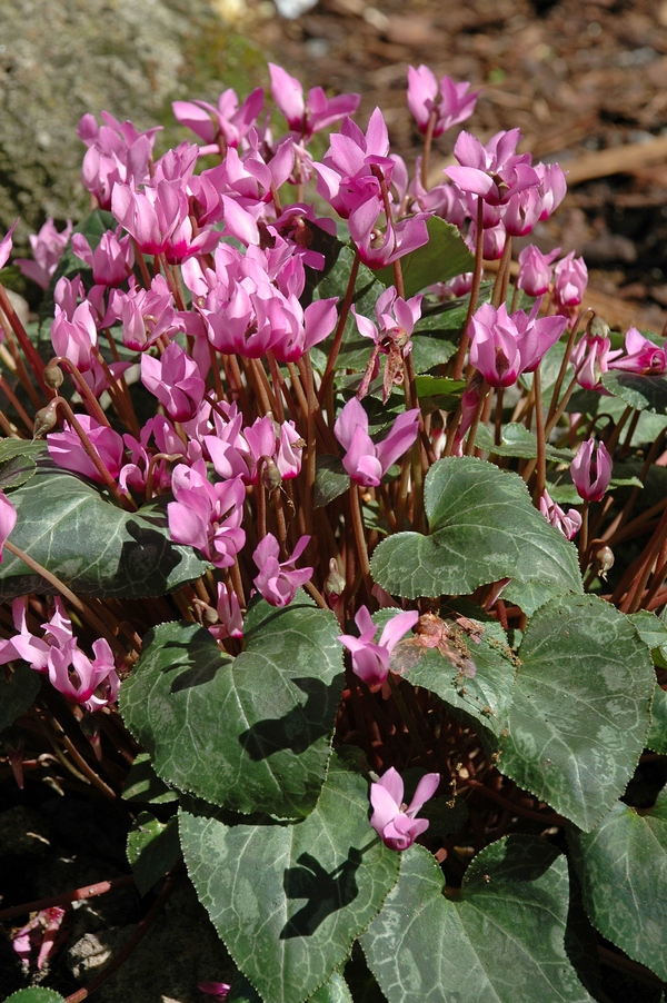 Изображение особи род Cyclamen.