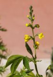 Thermopsis lupinoides. Верхушка побега с соцветием. Мурманск, в культуре. 01.07.2014.