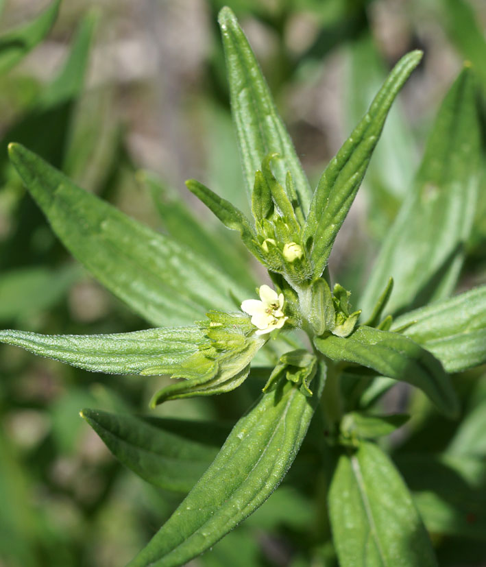 Image of Lithospermum officinale specimen.