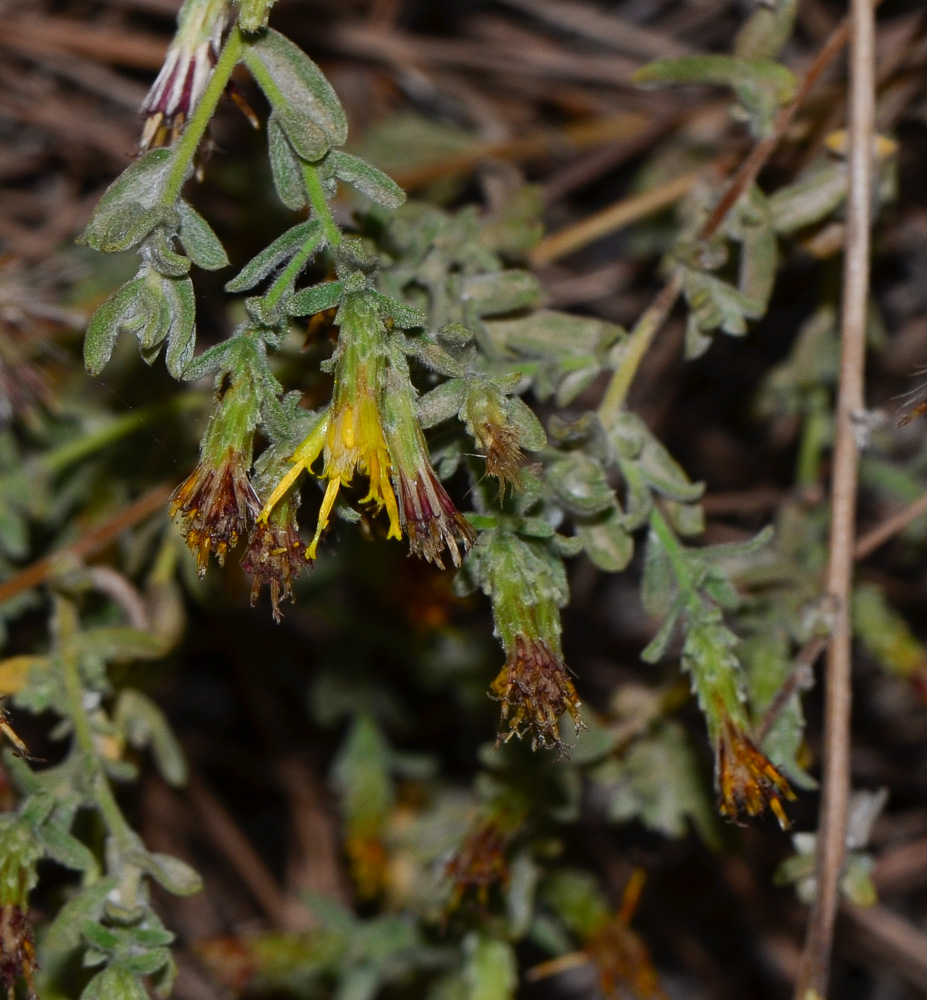 Изображение особи Chiliadenus iphionoides.