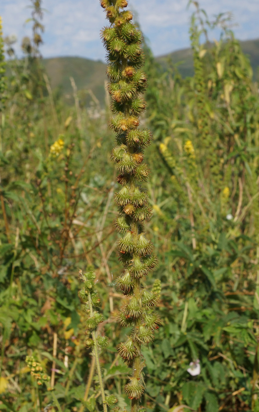 Image of Agrimonia asiatica specimen.