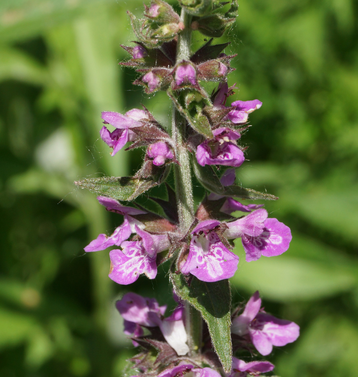 Изображение особи Stachys palustris.