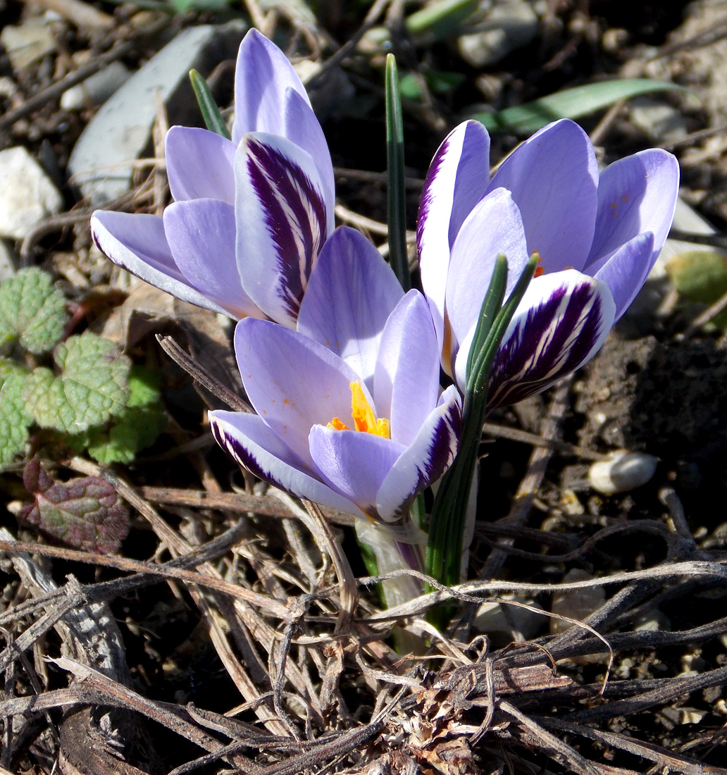 Image of Crocus reticulatus specimen.