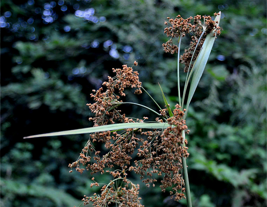 Image of Scirpus asiaticus specimen.