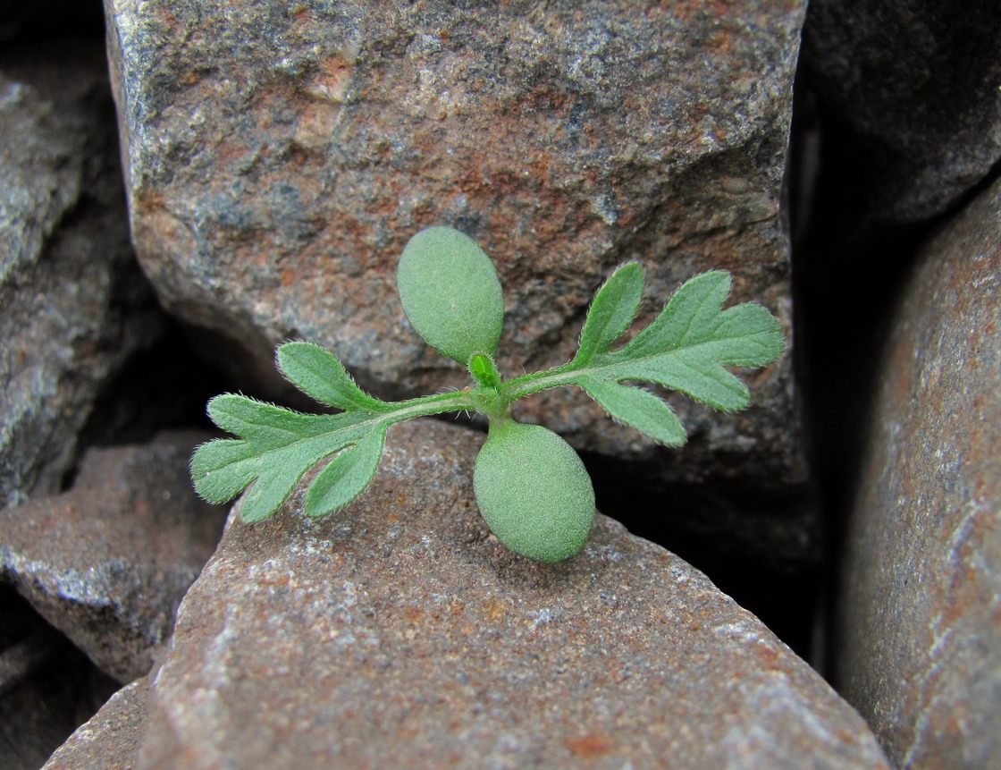 Image of Ambrosia artemisiifolia specimen.