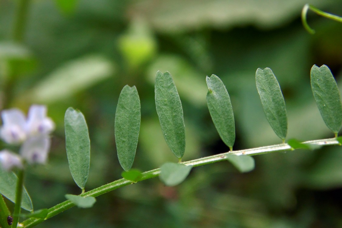 Image of Vicia hirsuta specimen.