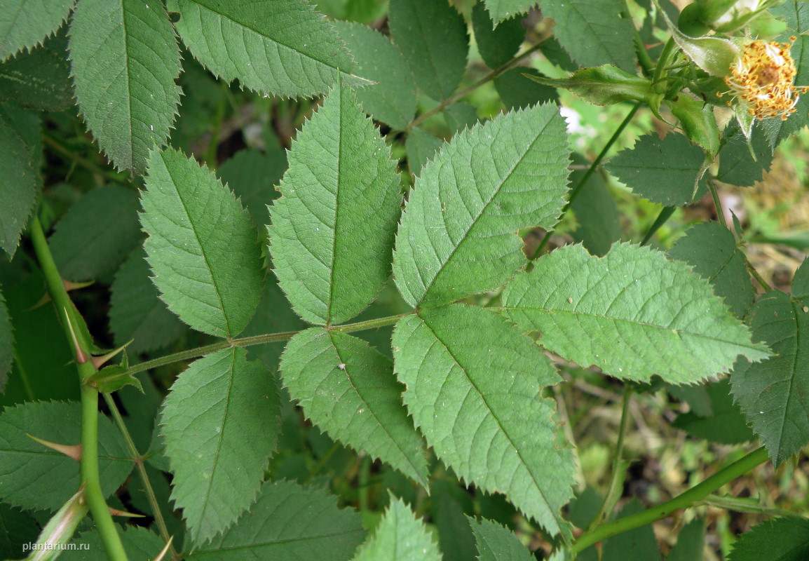 Image of genus Rosa specimen.