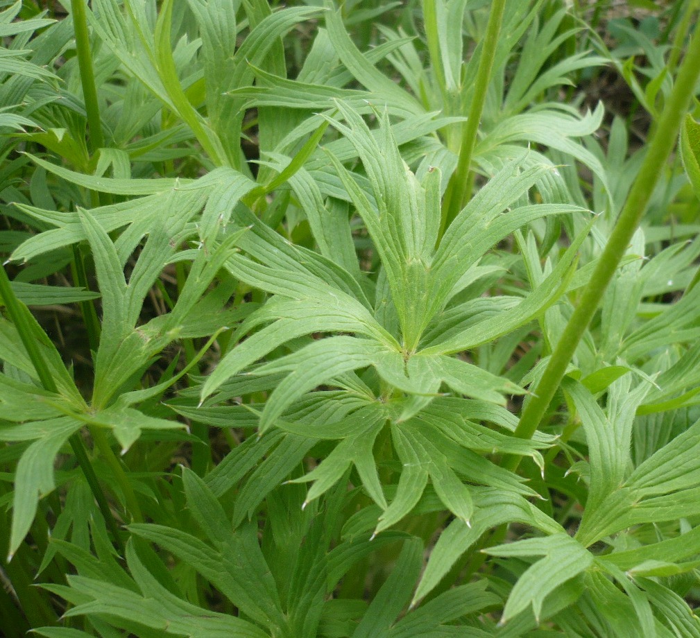 Image of genus Pulsatilla specimen.