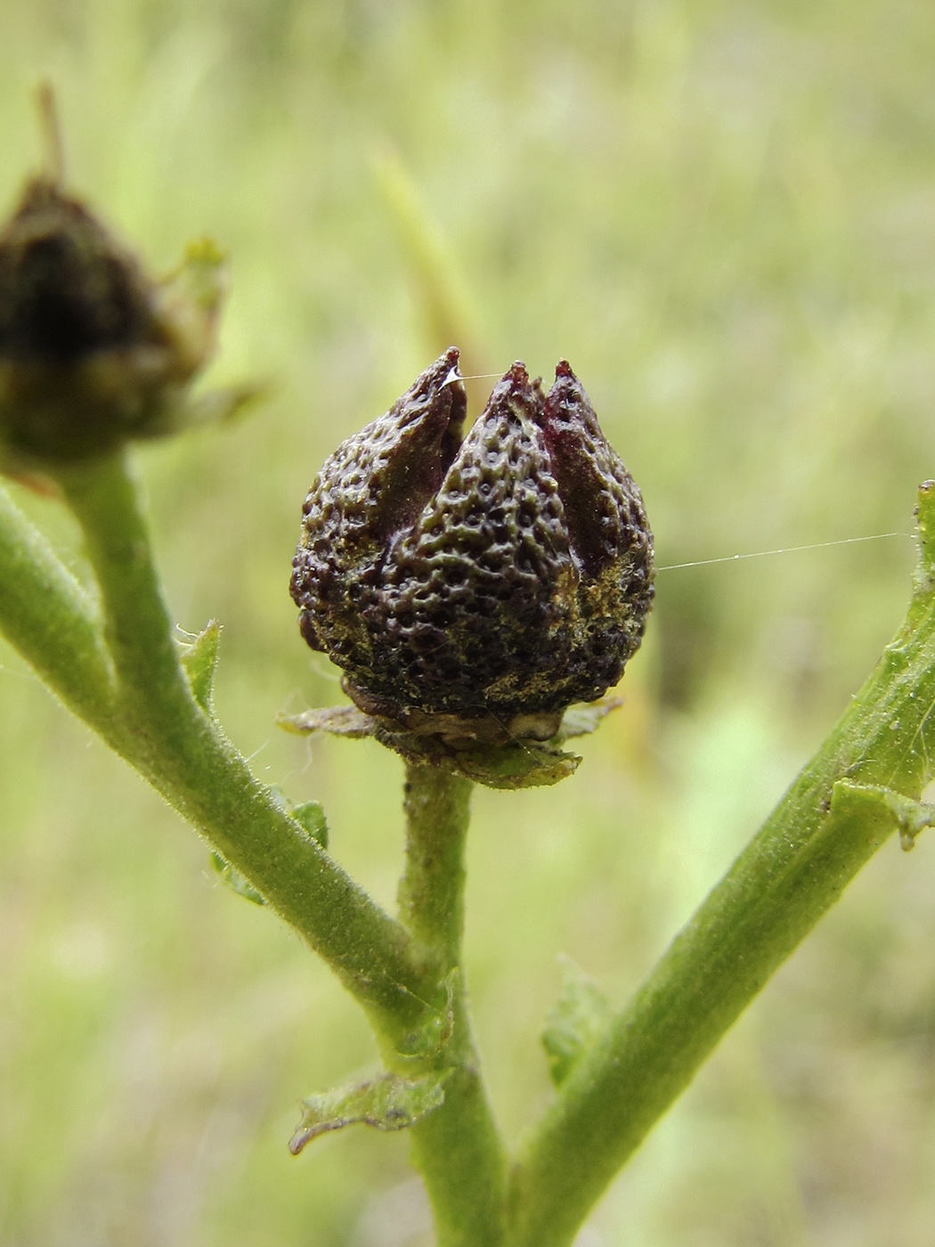 Image of Ruta angustifolia specimen.