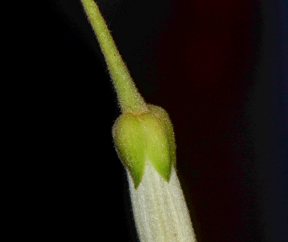 Image of Hymenosporum flavum specimen.