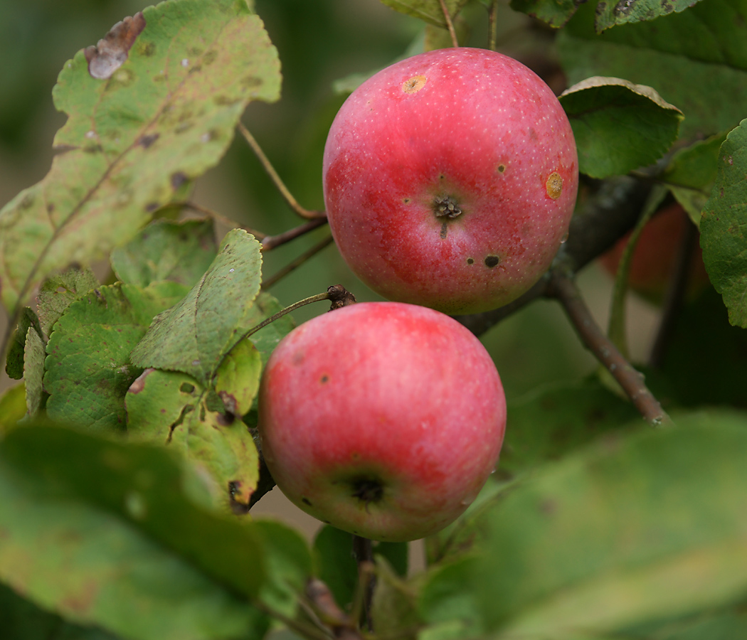 Image of Malus domestica specimen.