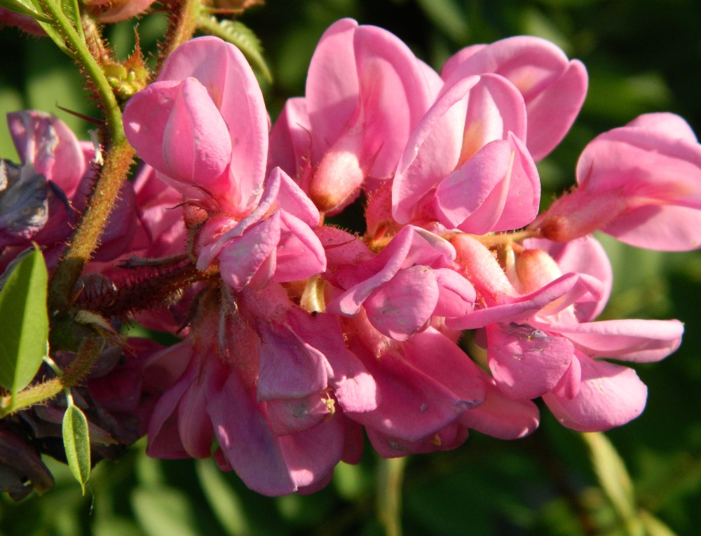 Image of genus Robinia specimen.