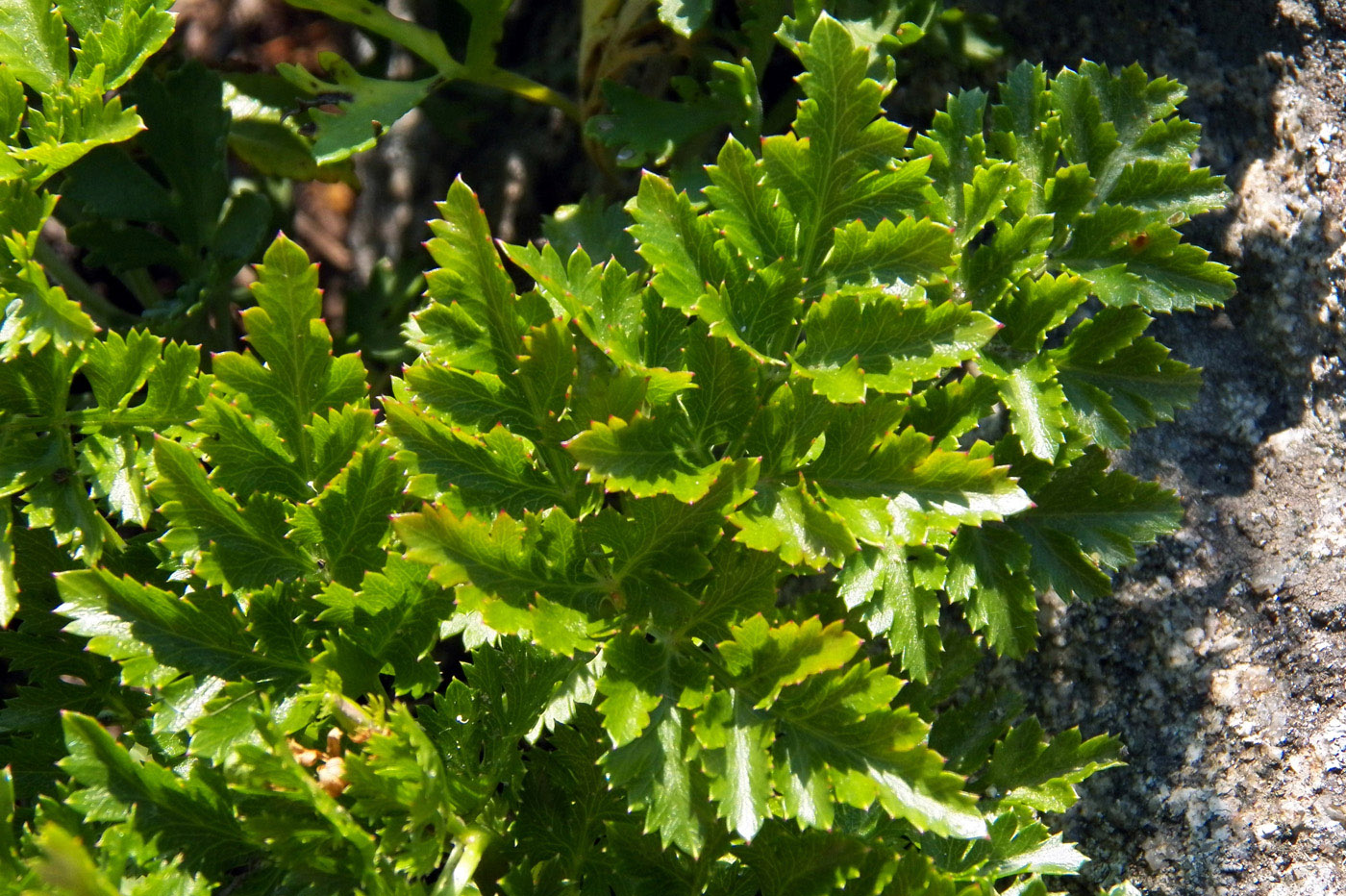 Image of Kitagawia terebinthacea specimen.