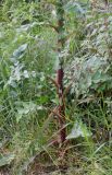 Sonchus asper. Нижняя часть (2/3) цветущего растения. Италия, г. Рим, о. Тиберина, сорно-травяной луг. 07.04.2016.