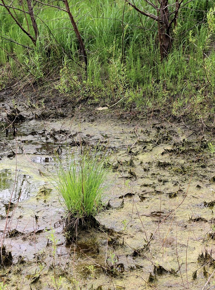 Image of Carex appendiculata specimen.