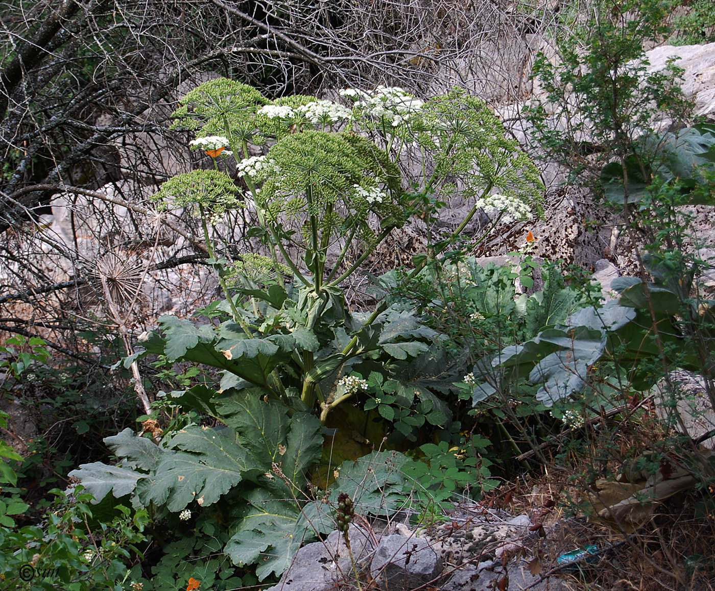 Изображение особи Heracleum stevenii.