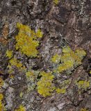 Xanthoria parietina