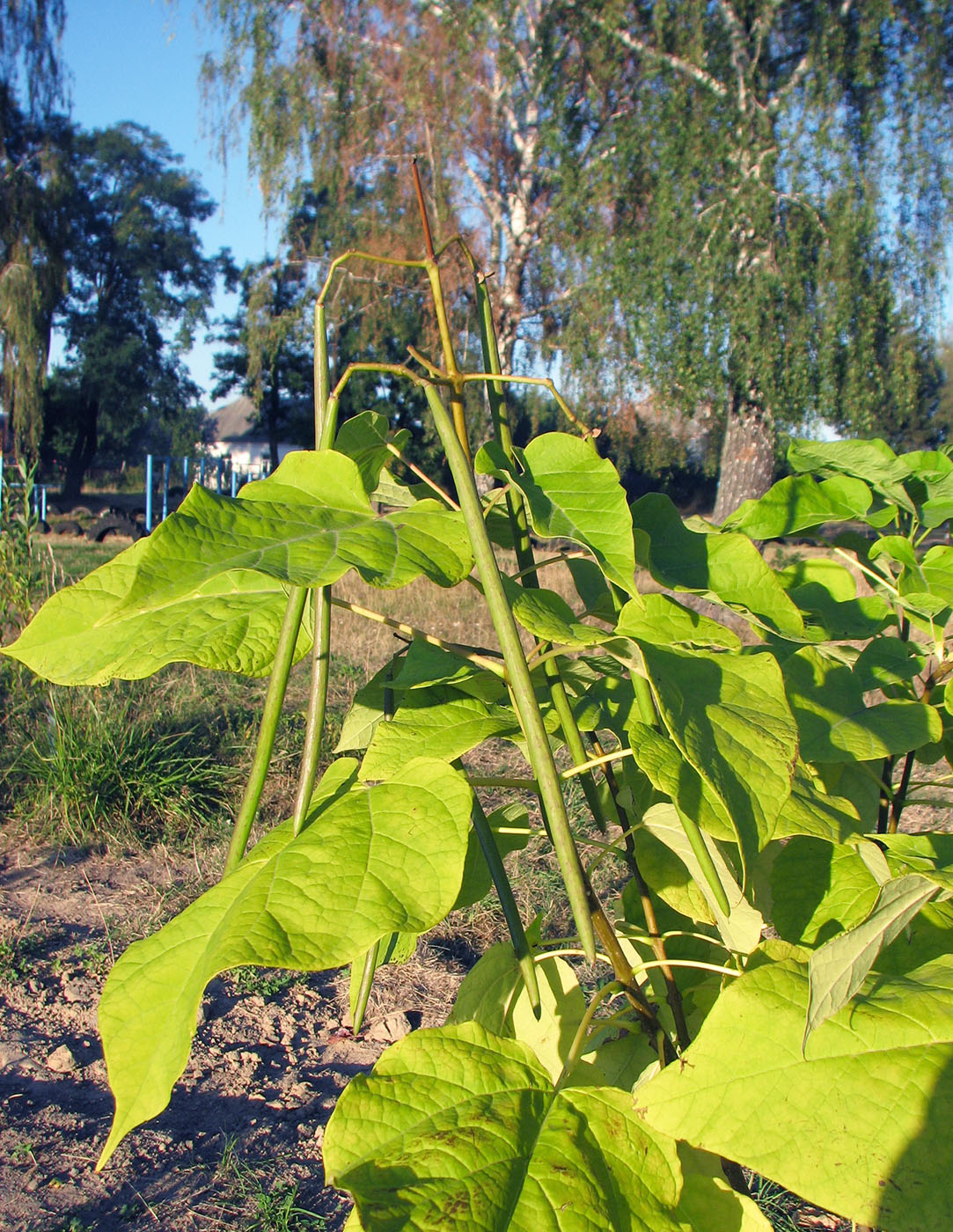 Image of Catalpa bignonioides specimen.