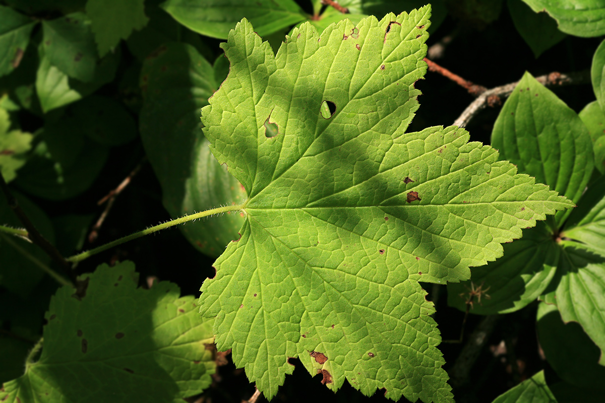 Image of Ribes latifolium specimen.