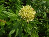 Rhodiola stephanii