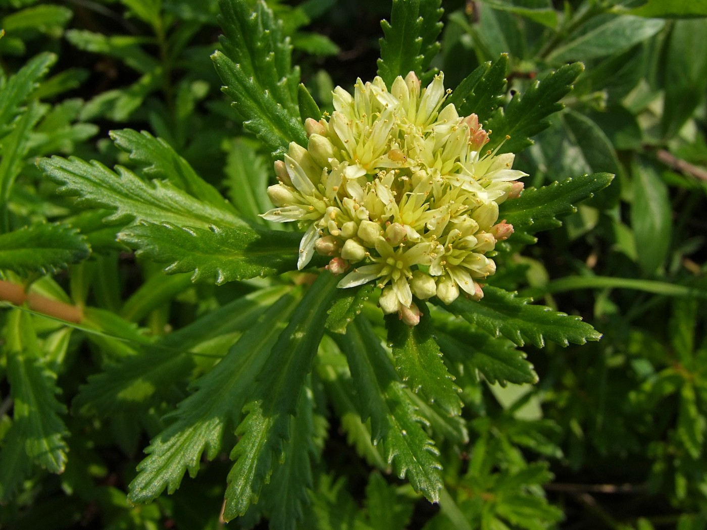 Image of Rhodiola stephanii specimen.