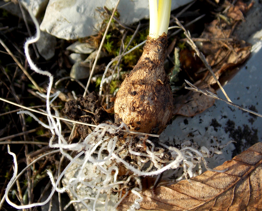 Image of Ornithogalum woronowii specimen.