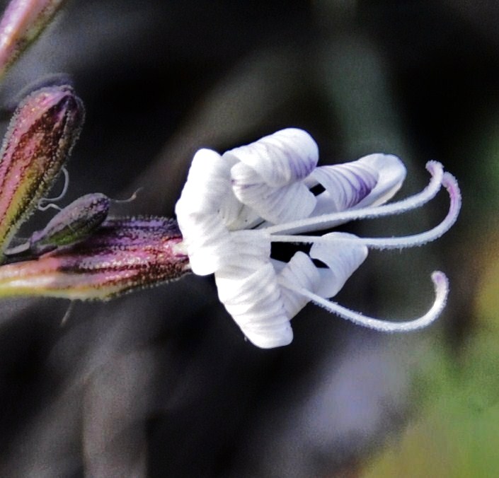 Image of Silene italica specimen.