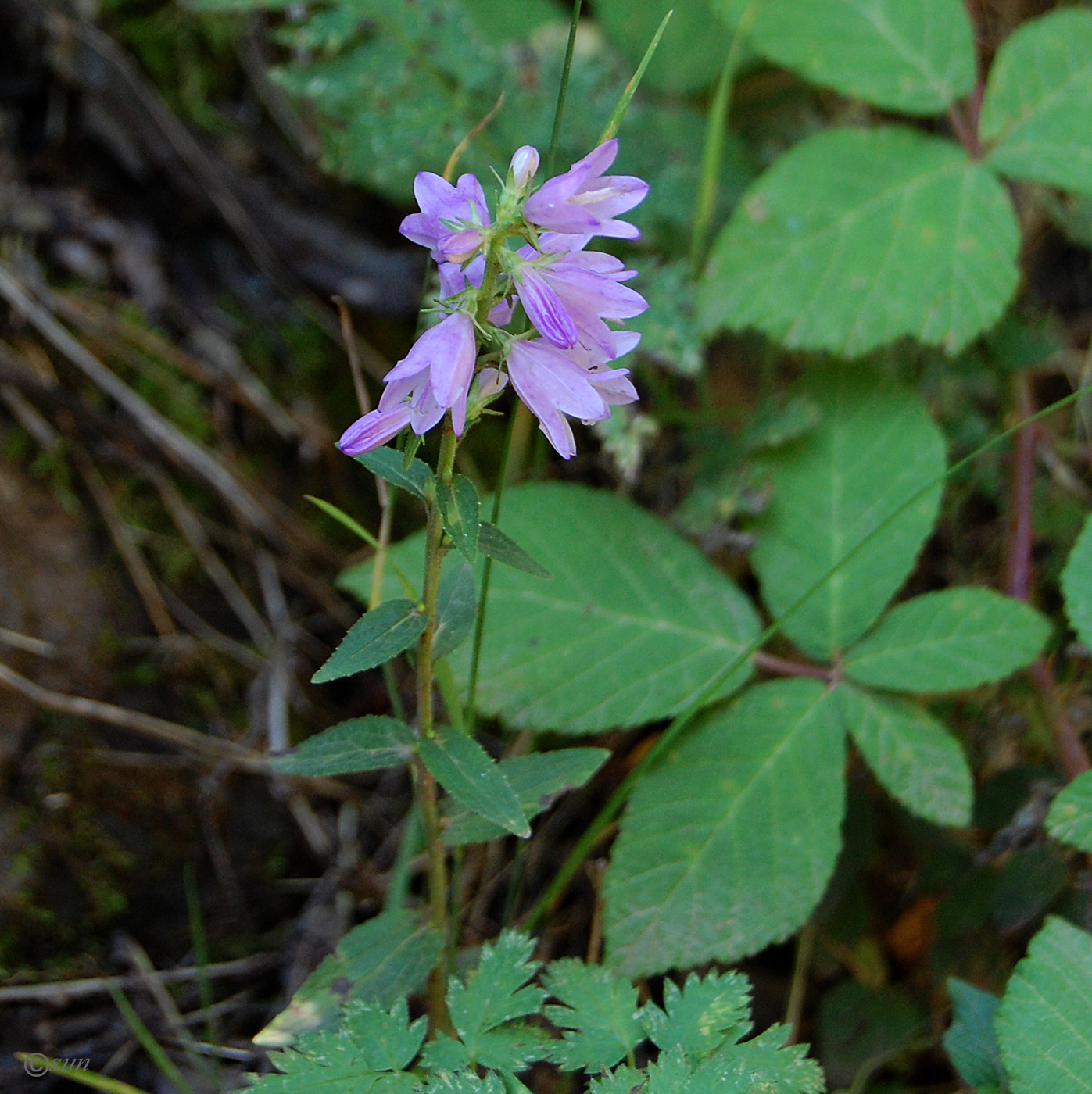 Image of Campanula bononiensis specimen.