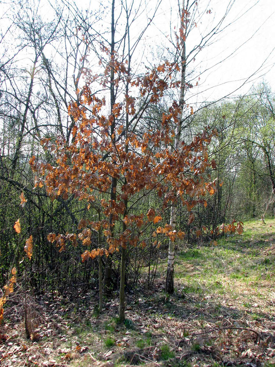 Image of Quercus rubra specimen.