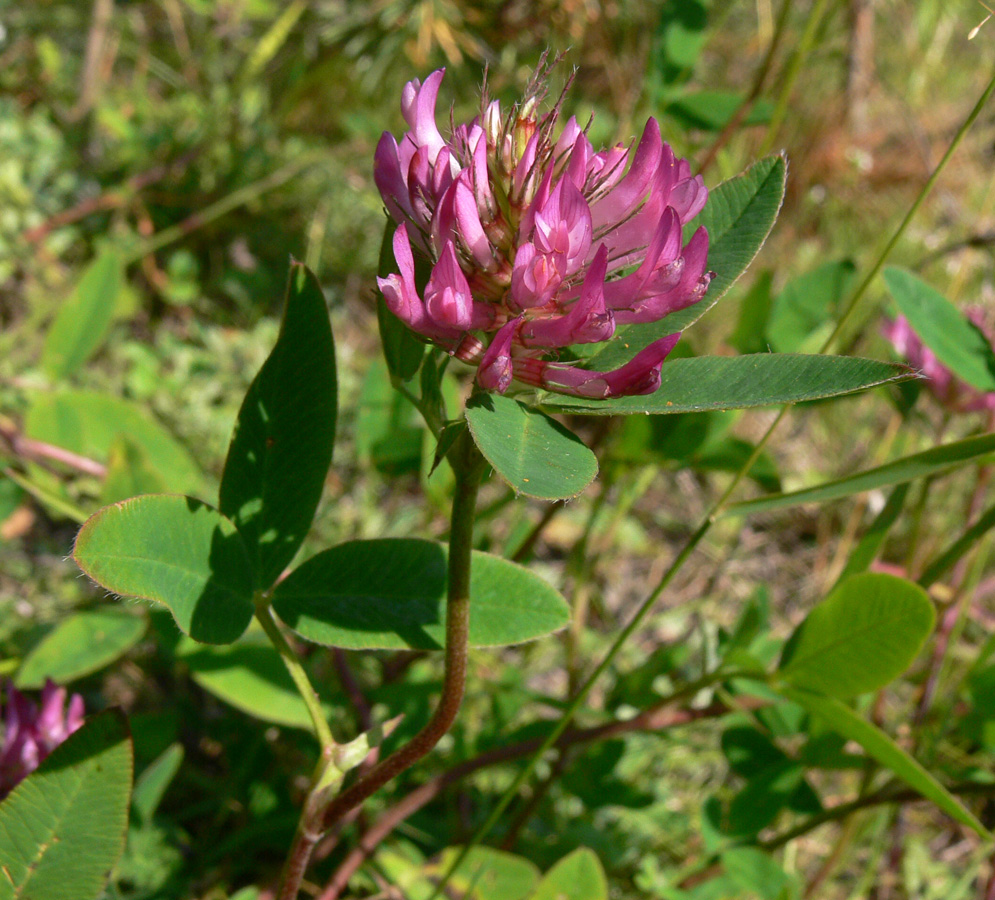 Изображение особи Trifolium medium.