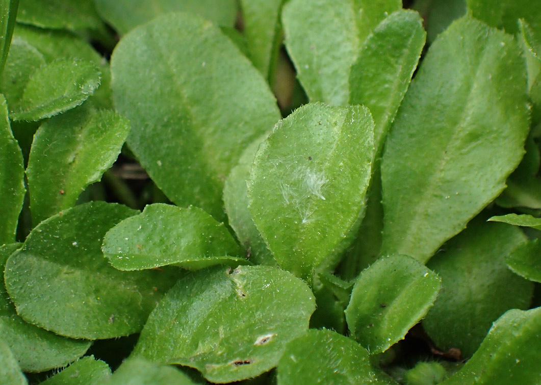 Image of Bellis perennis specimen.