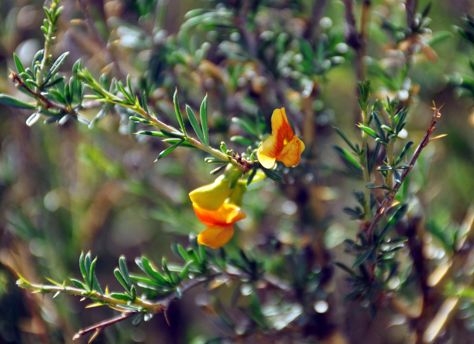 Image of Caragana pygmaea specimen.