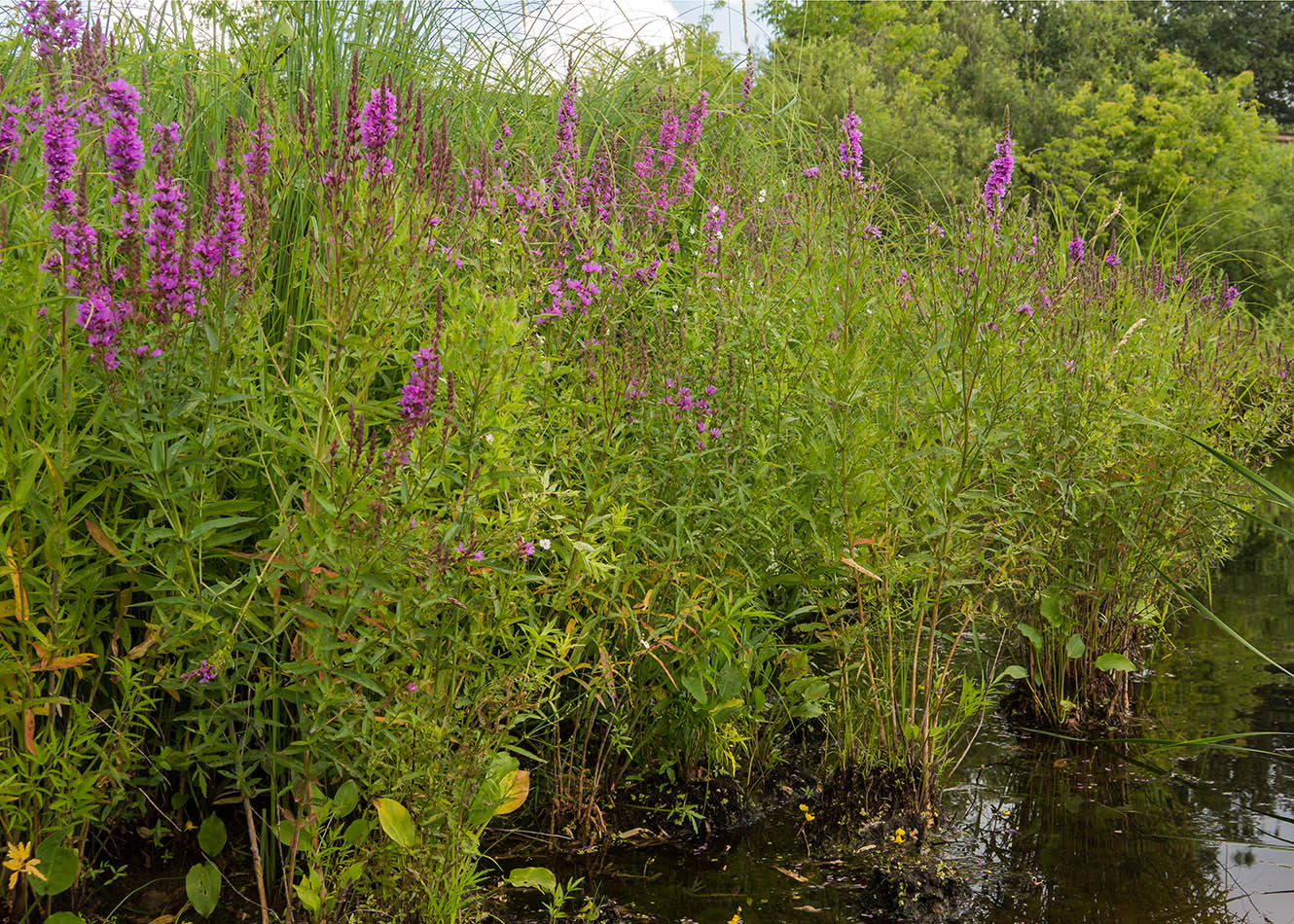 Image of Lythrum salicaria specimen.