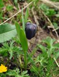 Fritillaria latifolia. Цветущее растение. Абхазия, Рицинский реликтовый национальный парк, гора Агура, урочище Каменная Поляна, ≈ 2400 м н.у.м., альпийский луг. 14.07.2017.