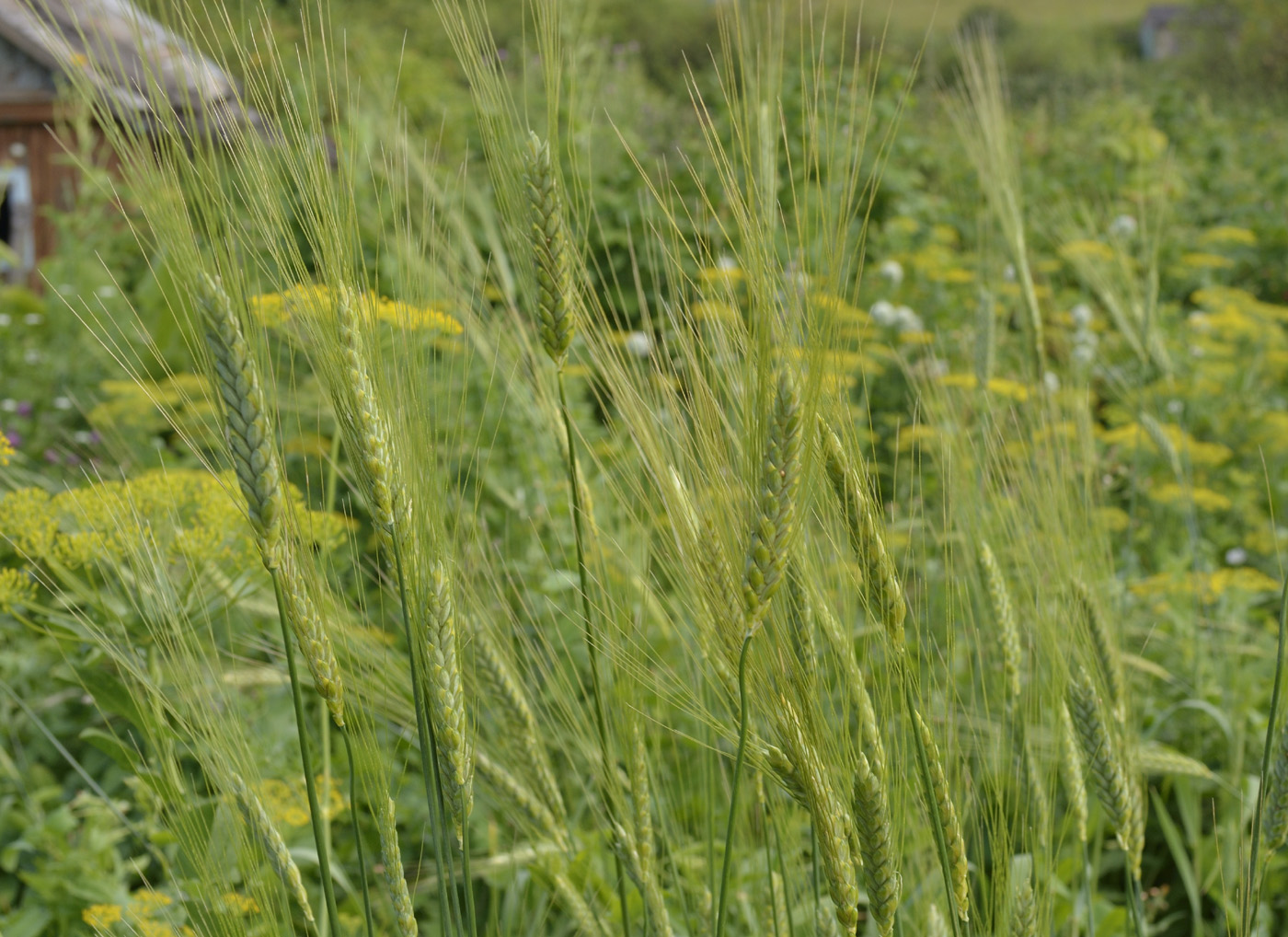 Image of Triticum volgense specimen.