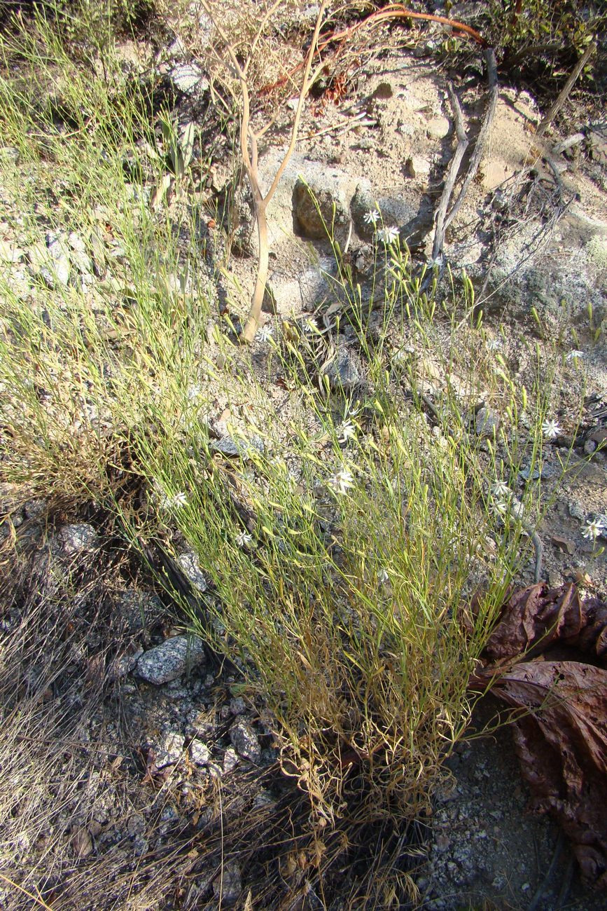 Image of Silene pugionifolia specimen.