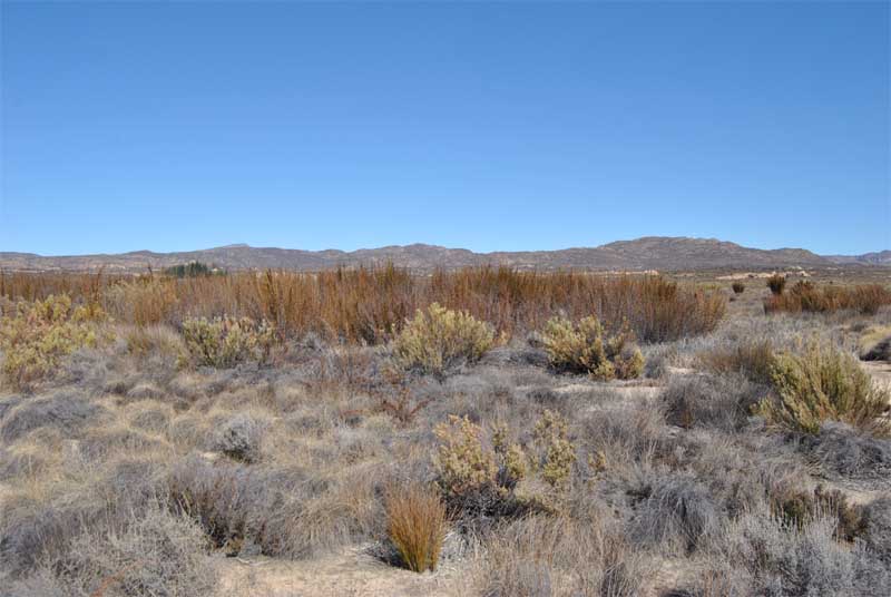 Image of Elegia capensis specimen.