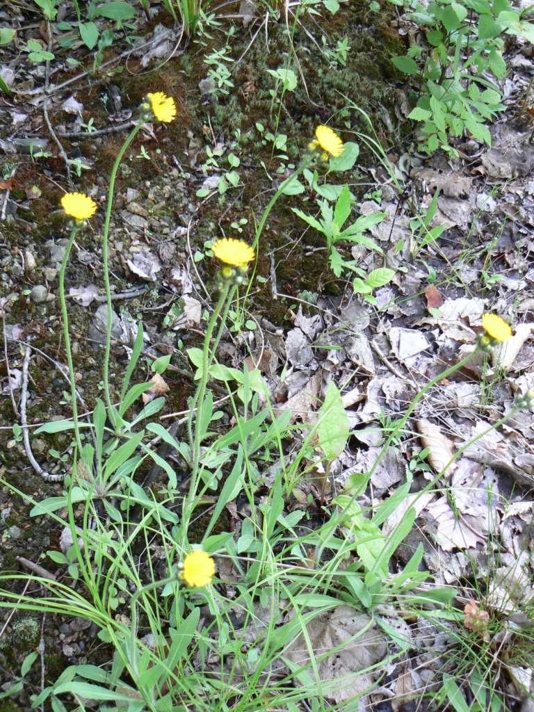 Image of genus Pilosella specimen.