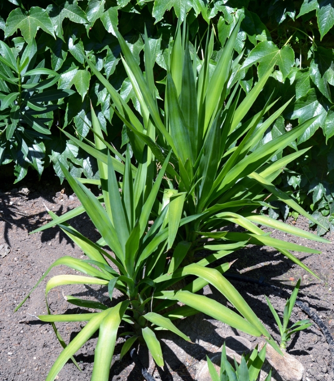 Image of genus Yucca specimen.