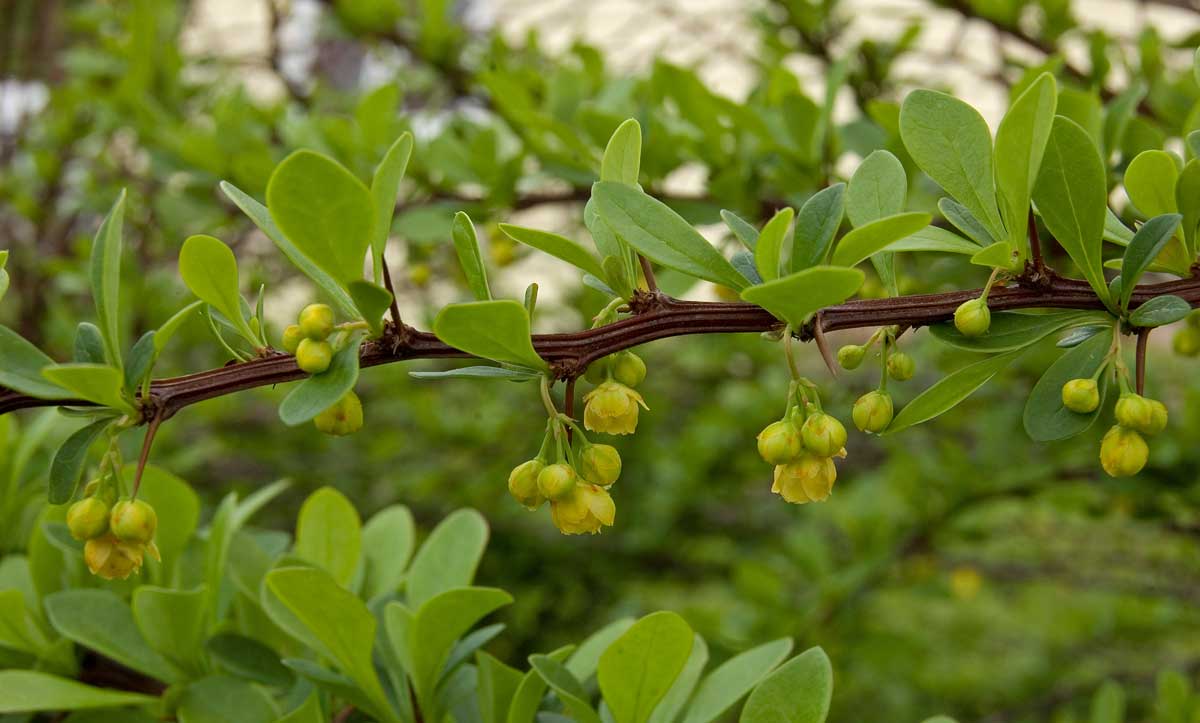 Image of genus Berberis specimen.