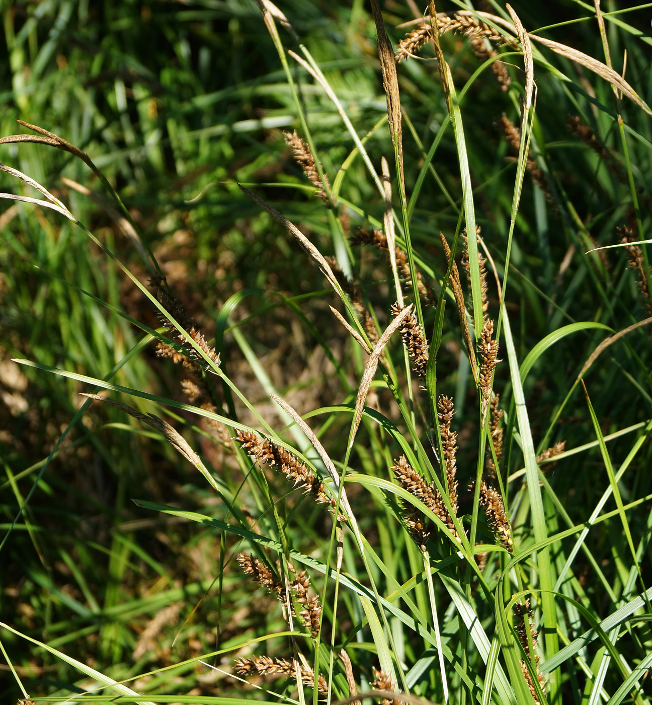 Image of Carex vesicaria specimen.