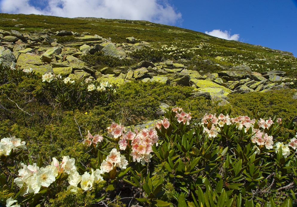 Image of Rhododendron caucasicum specimen.