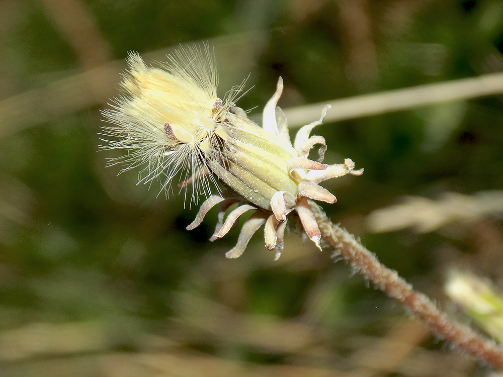 Изображение особи Taraxacum tenuisectum.