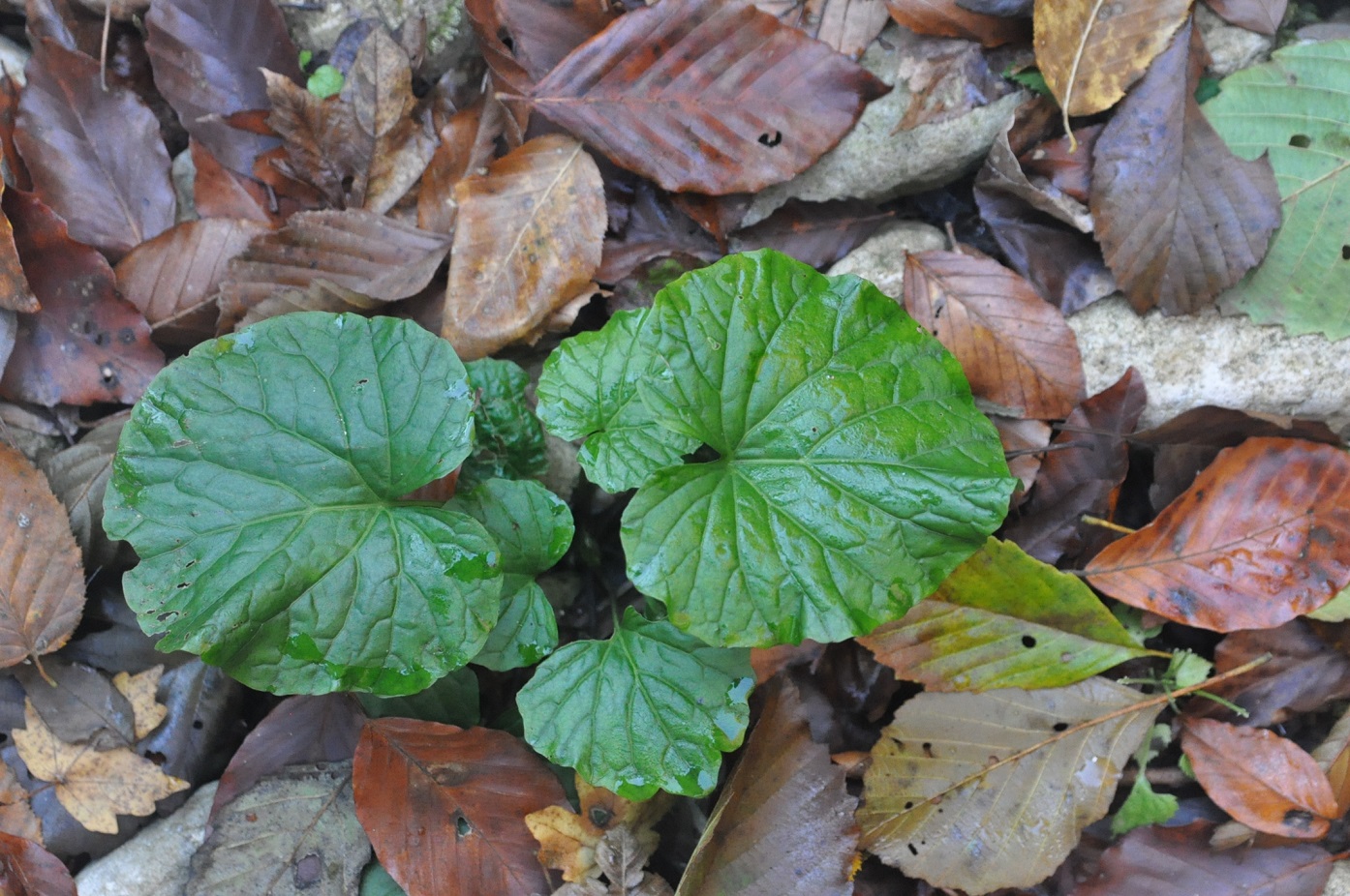 Image of Pachyphragma macrophyllum specimen.