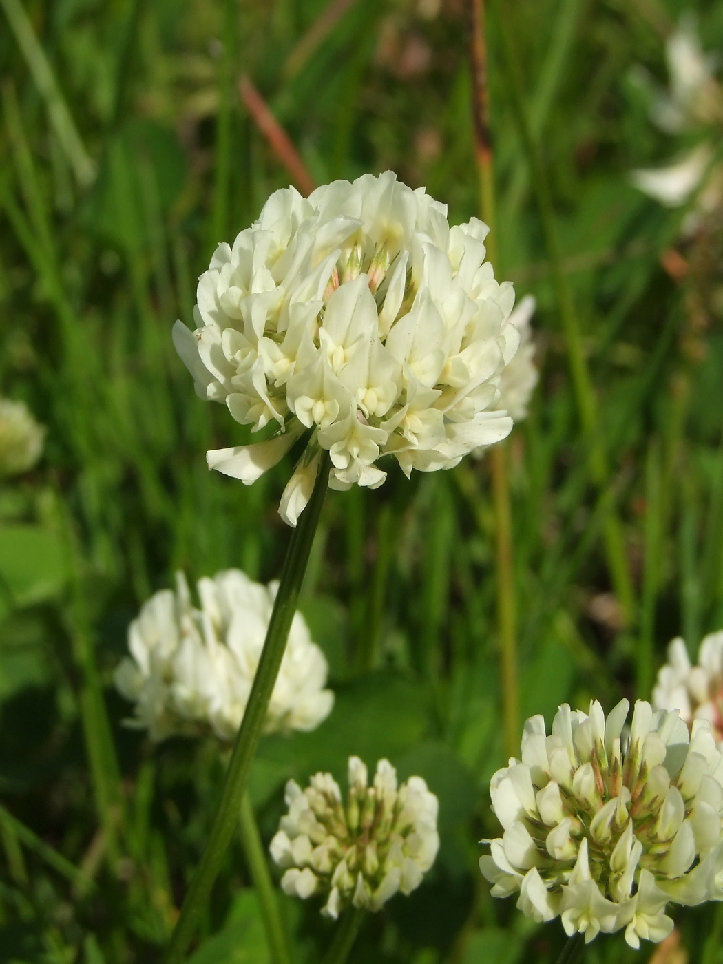 Image of Trifolium repens specimen.