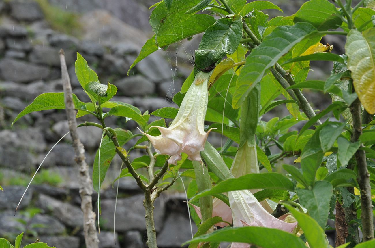 Image of Brugmansia &times; candida specimen.