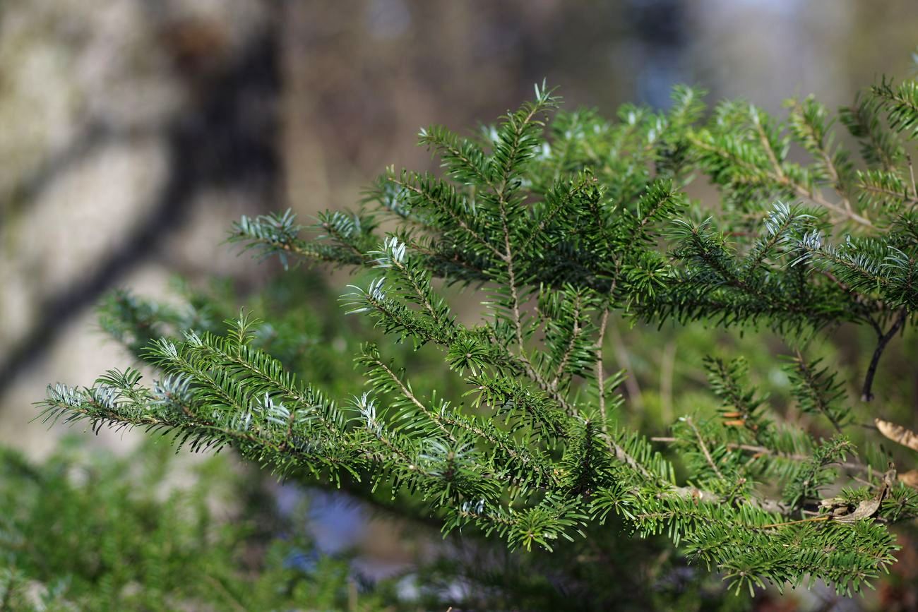 Image of Abies koreana specimen.