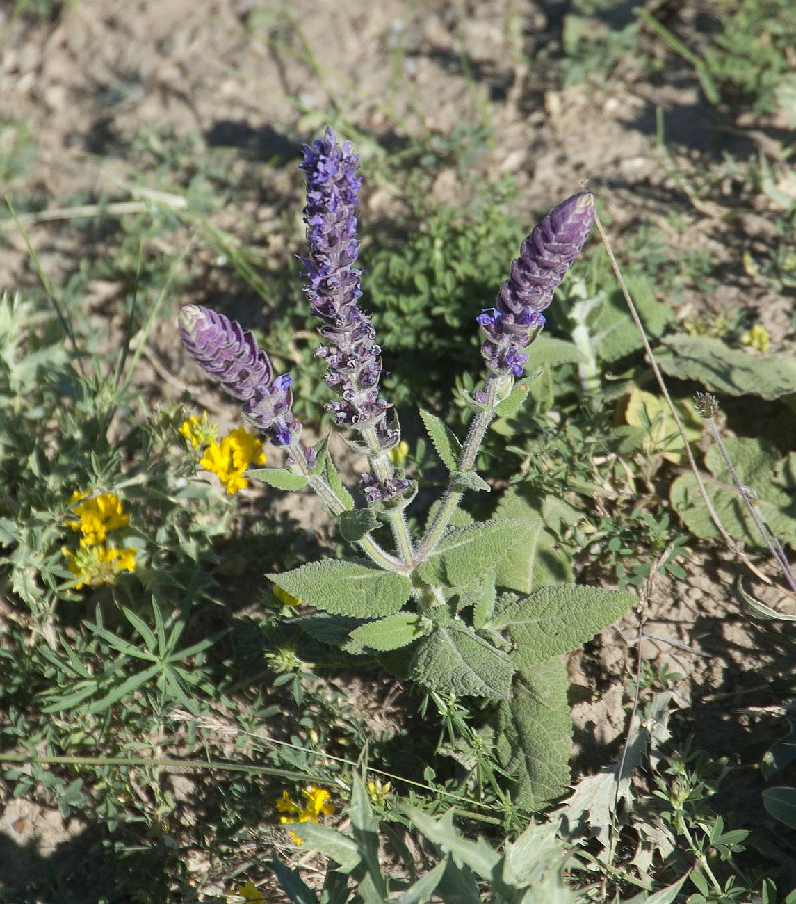 Изображение особи Salvia tesquicola.