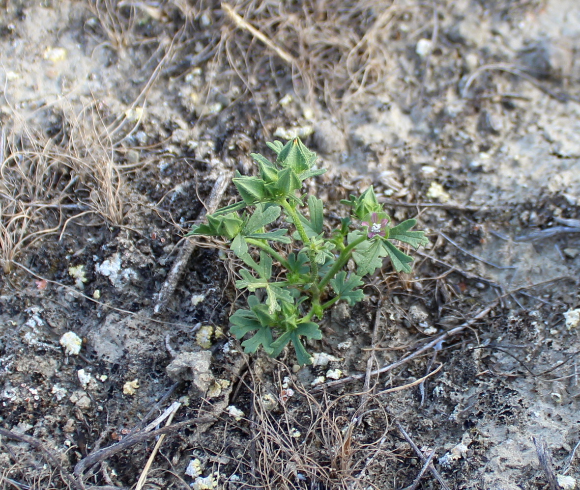 Image of Malva iljinii specimen.